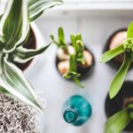 Green Oasis: Transform Your Home with These Top Indoor Plants