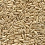 Exploring Ancient Grains: The Health Benefits and Versatility of Old-World Staples