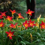 Create a Timeless Garden with These Gorgeous Perennial Flowers