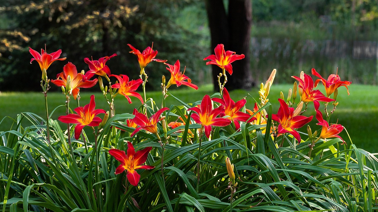 Create a Timeless Garden with These Gorgeous Perennial Flowers