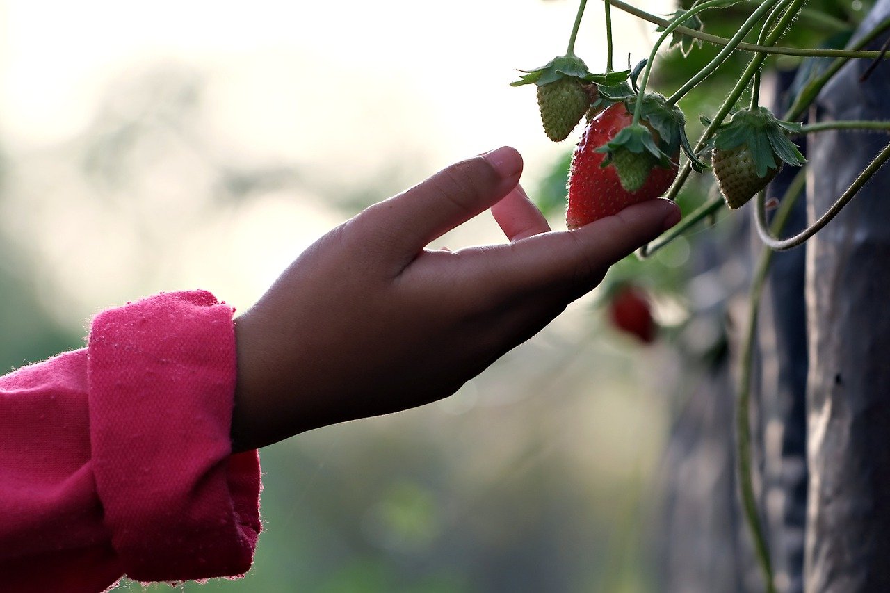 Meal Time Battles? How to Get Picky Eaters to Love Healthy Foods