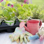 The Secret to Thriving Plants: How Raised Bed Gardening Can Boost Your Garden’s Health